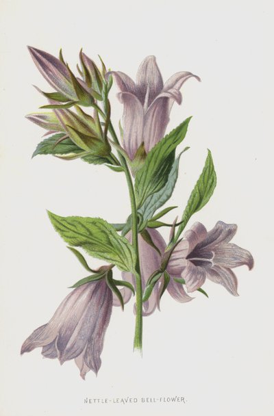 Campanilla de Hoja de Ortiga de Frederick Edward Hulme