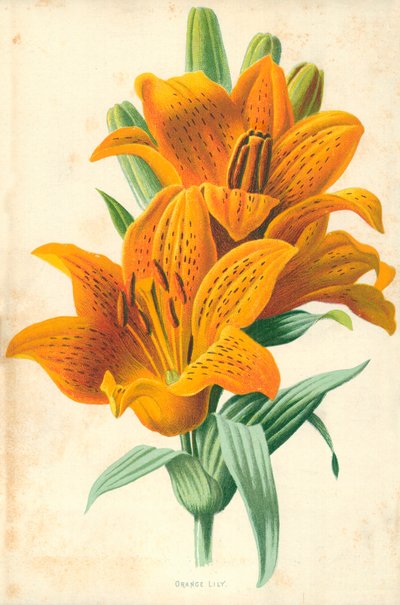 Lirio naranja de Frederick Edward Hulme
