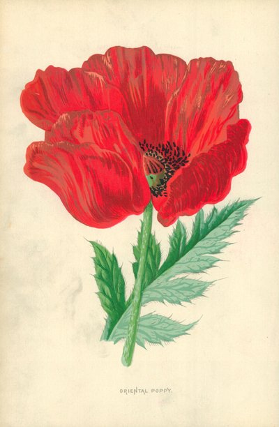 Amapola oriental de Frederick Edward Hulme