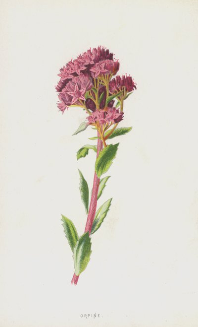 Orpina de Frederick Edward Hulme