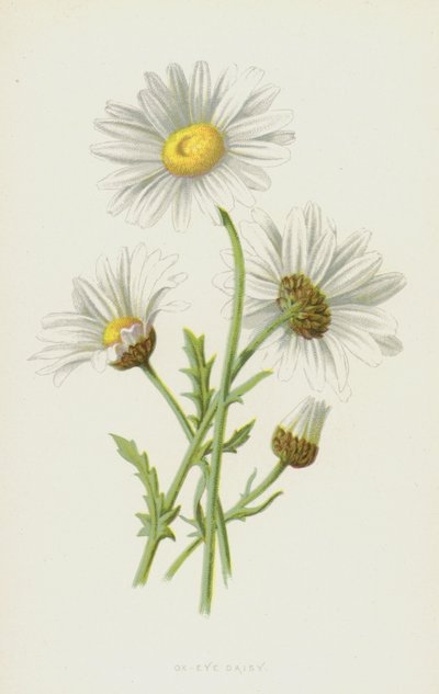 Margarita de ojo de buey de Frederick Edward Hulme