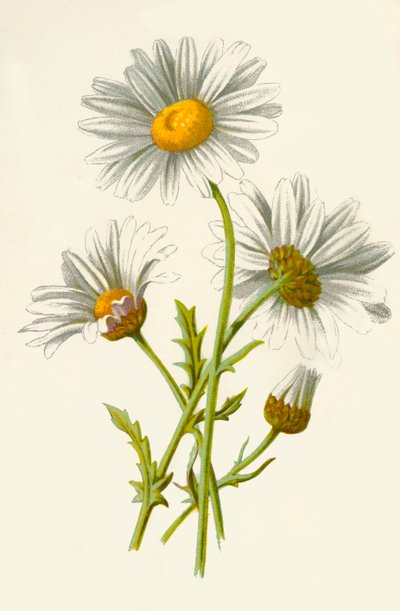 Margarita, 1877 de Frederick Edward Hulme