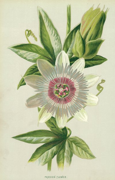 Flor de la pasión de Frederick Edward Hulme