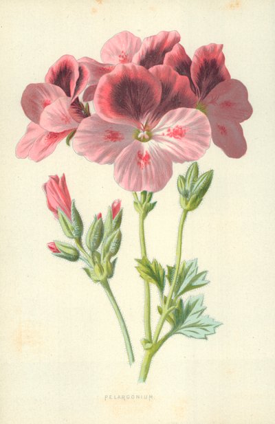 Pelargonio de Frederick Edward Hulme