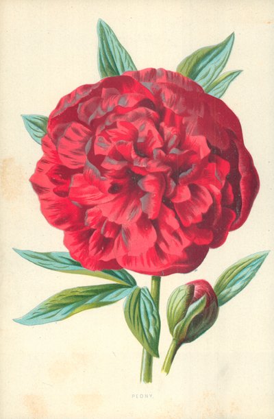 Peonía de Frederick Edward Hulme