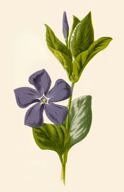 Pervinca de Frederick Edward Hulme