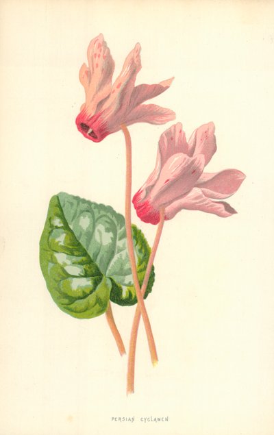 Ciclamen Persa de Frederick Edward Hulme