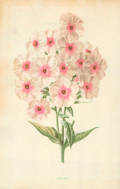 Flores de phlox de Frederick Edward Hulme