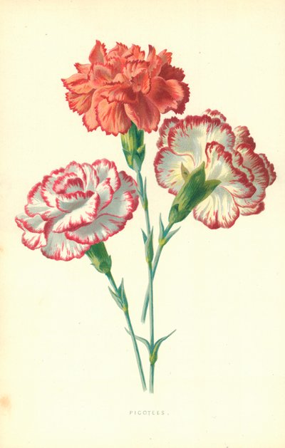 Picotees de Frederick Edward Hulme