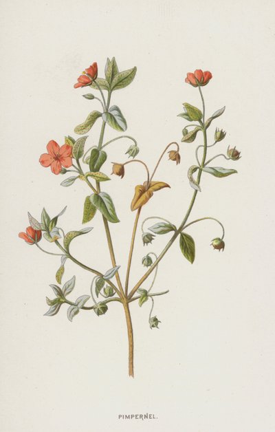Pimpinela de Frederick Edward Hulme