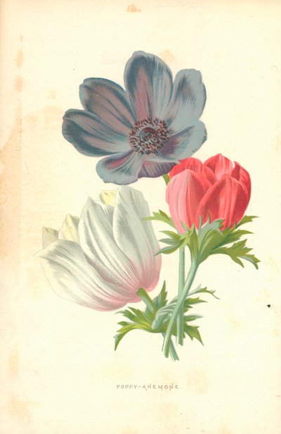 Anémona de Amapola de Frederick Edward Hulme