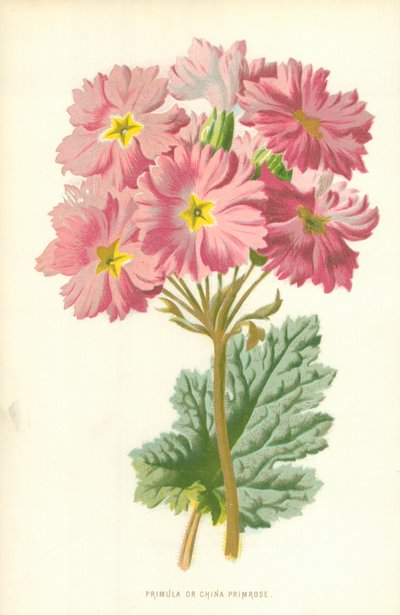 Primula o Primula china de Frederick Edward Hulme