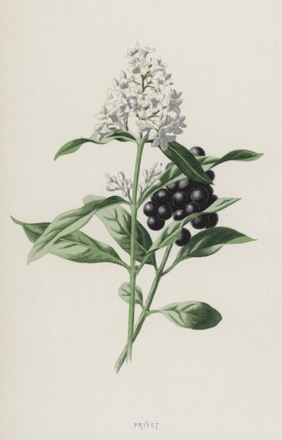 Aligustre de Frederick Edward Hulme