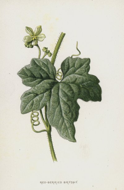 Bryonia roja de Frederick Edward Hulme