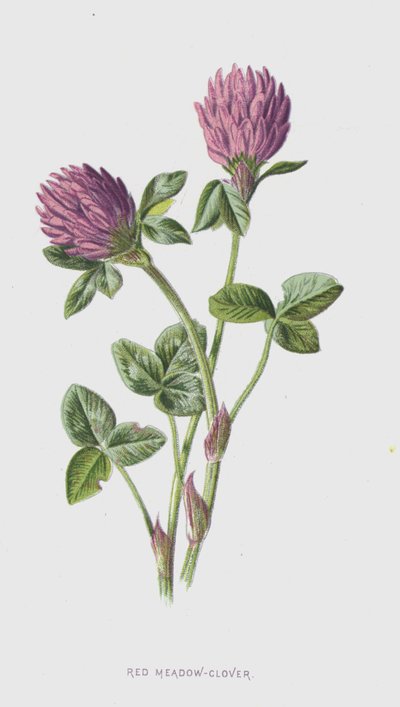 Trébol Rojo de Prado de Frederick Edward Hulme