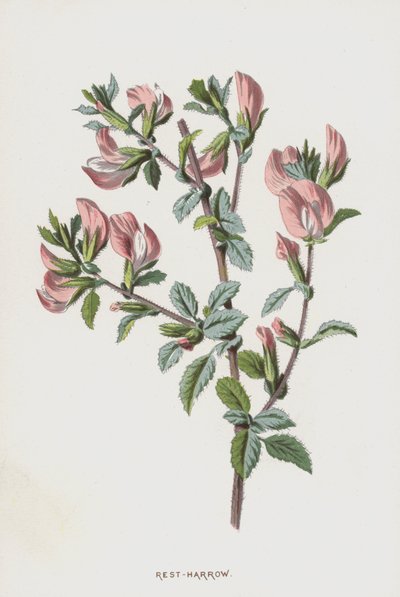 Ononis de Frederick Edward Hulme