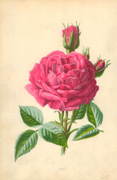Rosa de Frederick Edward Hulme