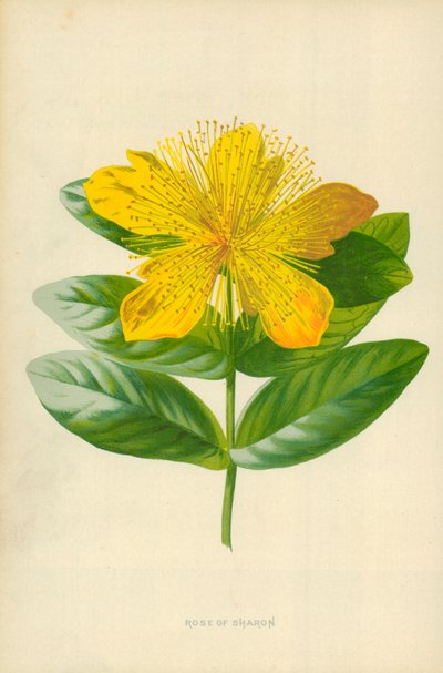 Rosa de Sharon de Frederick Edward Hulme