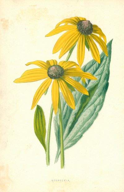 Rudbeckia de Frederick Edward Hulme