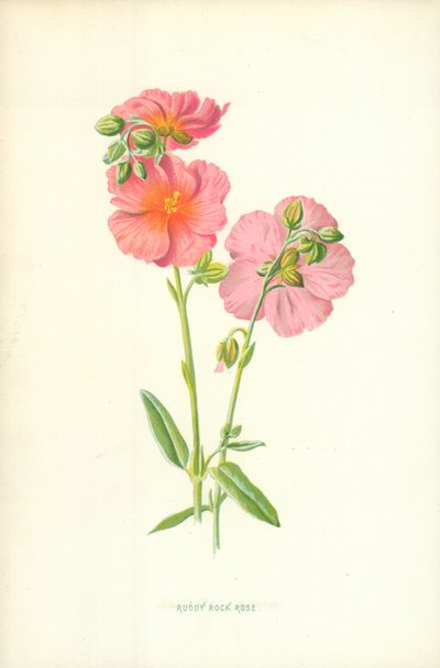 Rosa de Roca Rojiza de Frederick Edward Hulme