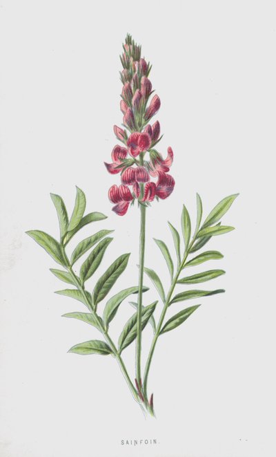 Esparceta de Frederick Edward Hulme
