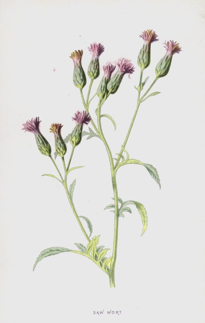 Serratula de Frederick Edward Hulme