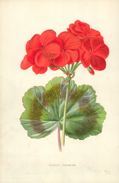 Geranio escarlata de Frederick Edward Hulme