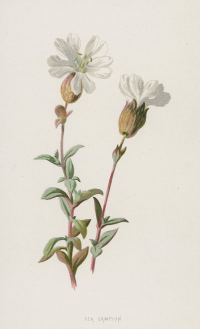 Silene marítima de Frederick Edward Hulme