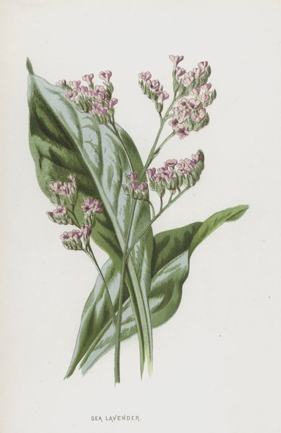 Lavanda de mar de Frederick Edward Hulme