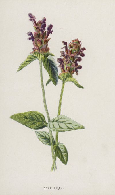 Prunella de Frederick Edward Hulme