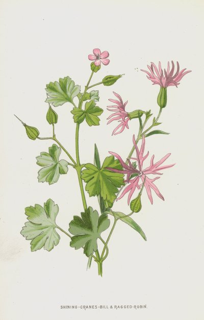 Geranio brillante y Lychnis de Frederick Edward Hulme