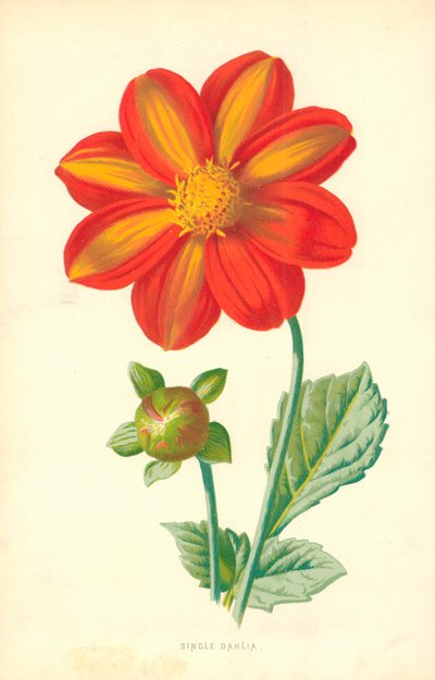 Dalia solitaria de Frederick Edward Hulme