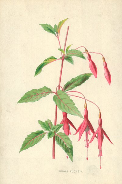 Fucsia solitaria de Frederick Edward Hulme