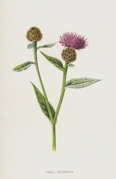 Centaurea Menor de Frederick Edward Hulme