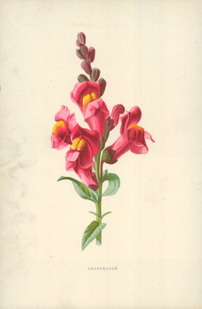 Boca de dragón de Frederick Edward Hulme