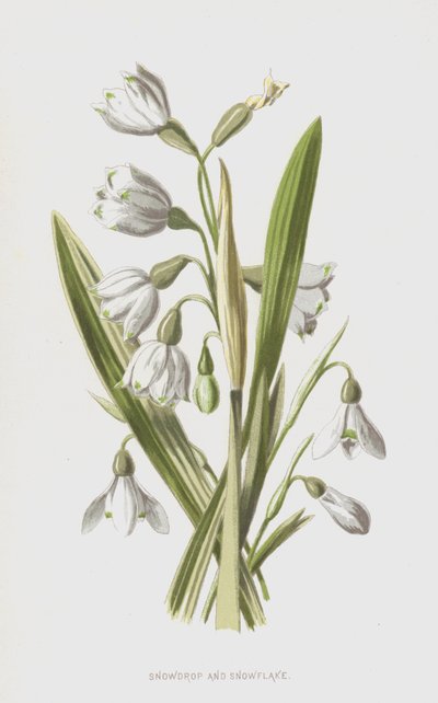 Campanilla de invierno y Copo de nieve de Frederick Edward Hulme