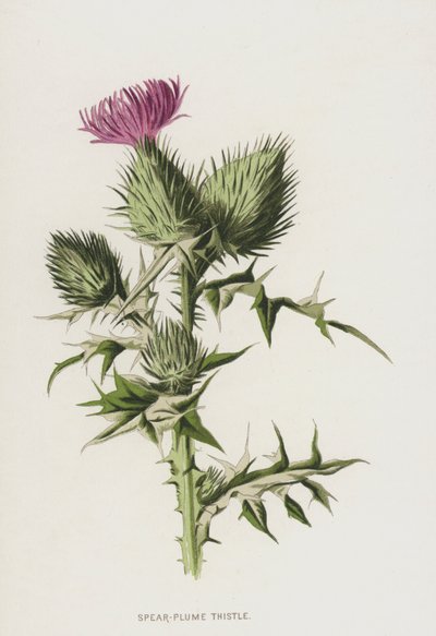 Cardo lanudo de Frederick Edward Hulme