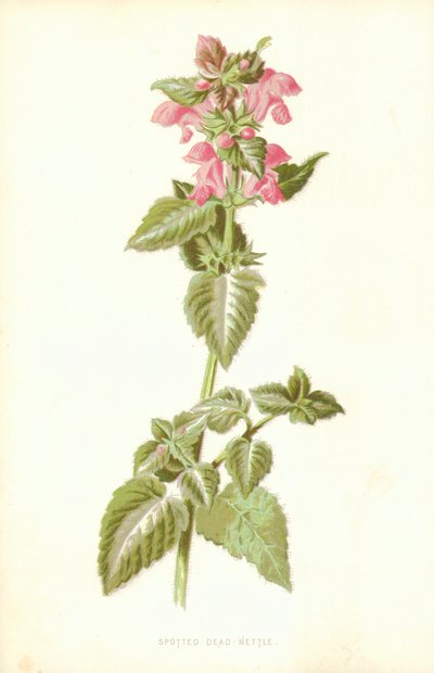 Ortiga muerta manchada de Frederick Edward Hulme