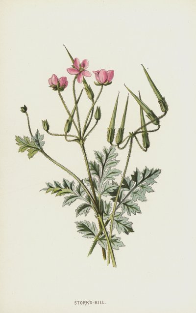 Geranio de los prados de Frederick Edward Hulme
