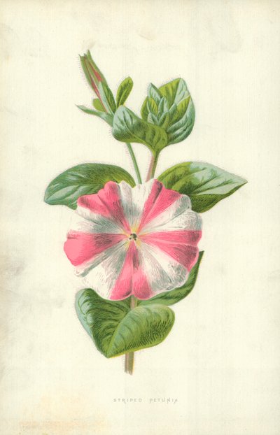 Petunia rayada de Frederick Edward Hulme