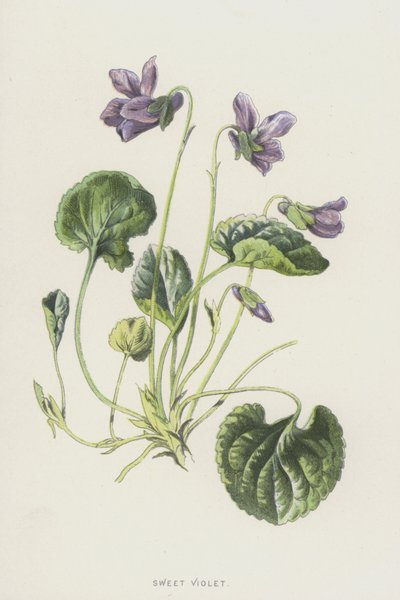Violeta dulce de Frederick Edward Hulme