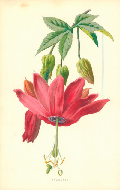 Tacsonia de Frederick Edward Hulme