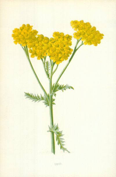 Tanaceto de Frederick Edward Hulme