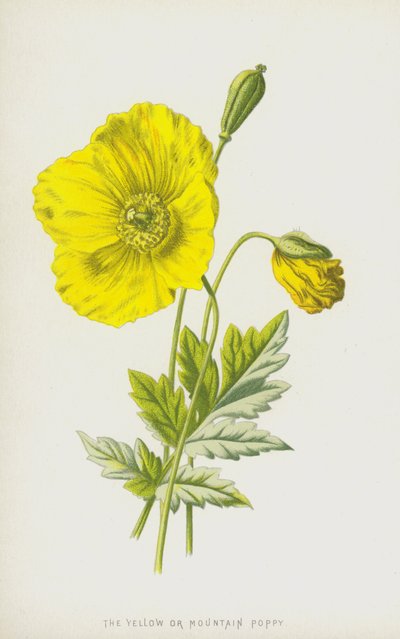 Amapola amarilla o de montaña de Frederick Edward Hulme