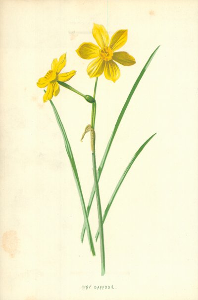 Narciso pequeño de Frederick Edward Hulme