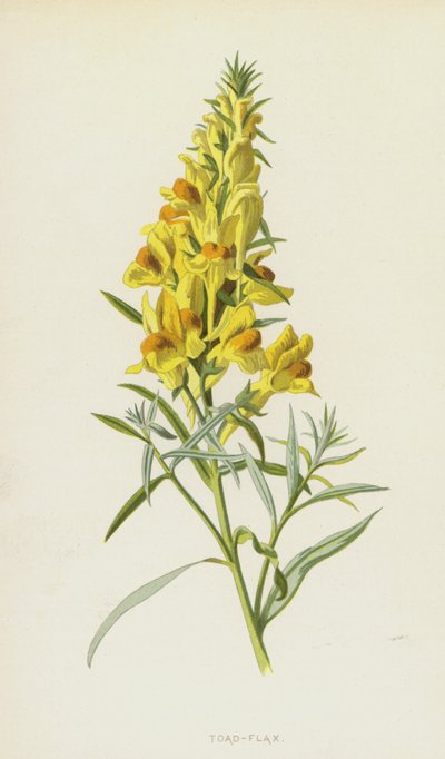 Lino de sapo de Frederick Edward Hulme