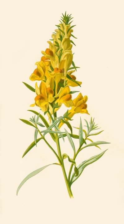 Lino, 1877 de Frederick Edward Hulme