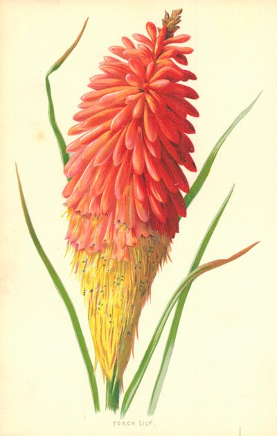 Lirio antorcha de Frederick Edward Hulme