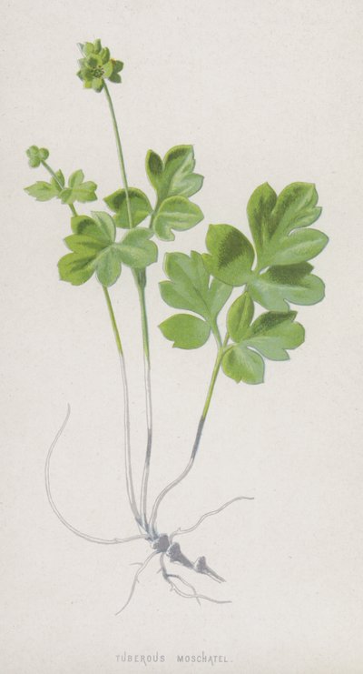 Moscatel tuberoso de Frederick Edward Hulme