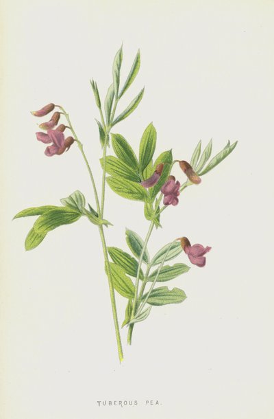 Guisante tuberoso de Frederick Edward Hulme